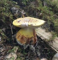 Amanita flavorubescens image