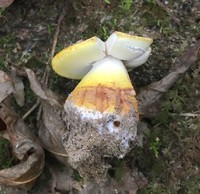 Amanita flavorubescens image