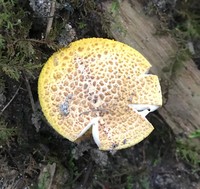 Amanita flavorubescens image