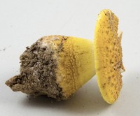 Amanita flavorubescens image