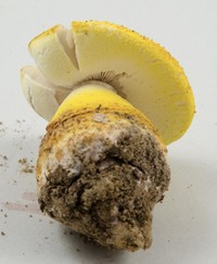 Amanita flavorubescens image