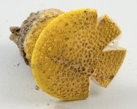 Amanita flavorubescens image