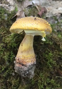 Amanita flavorubescens image