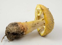 Amanita flavorubescens image