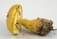 Amanita flavorubescens image