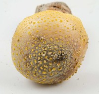 Amanita flavorubescens image