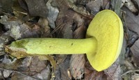 Retiboletus ornatipes image