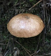 Suillus cothurnatus image