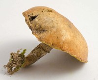 Suillus cothurnatus image