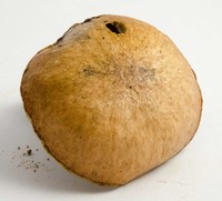 Suillus cothurnatus image