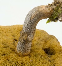 Suillus cothurnatus image