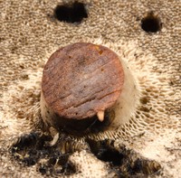 Tylopilus alboater image