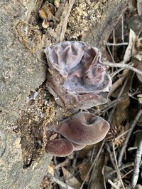 Auricularia nigricans image