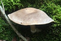 Entoloma abortivum image