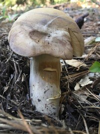 Tylopilus rubrobrunneus image