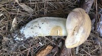 Tylopilus rubrobrunneus image