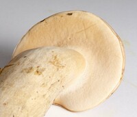 Tylopilus rubrobrunneus image