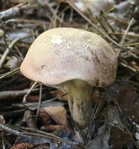 Tylopilus rubrobrunneus image