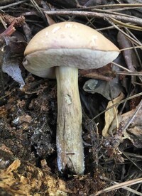 Tylopilus rubrobrunneus image