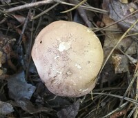 Tylopilus rubrobrunneus image