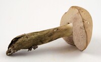 Tylopilus rubrobrunneus image