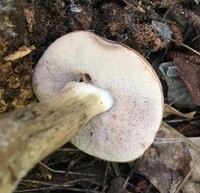 Tylopilus rubrobrunneus image