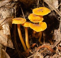 Cantharellus appalachiensis image