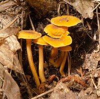 Cantharellus appalachiensis image