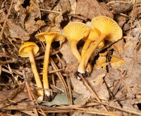 Cantharellus appalachiensis image