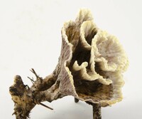 Thelephora vialis image