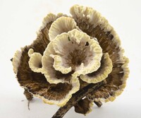 Thelephora vialis image