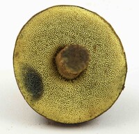 Boletellus chrysenteroides image