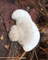 Image of Polyporus caesius