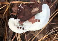 Postia caesia image