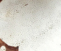 Postia caesia image