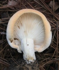 Lactifluus allardii image