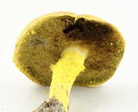 Pulveroboletus ravenelii image