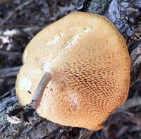 Polyporus arcularius image