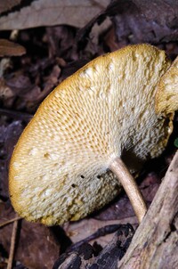 Polyporus arcularius image