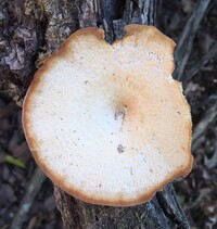 Polyporus arcularius image