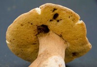 Gyroporus subalbellus image