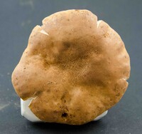 Gyroporus subalbellus image