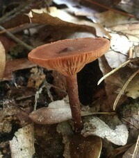 Lactarius fragilis var. fragilis image