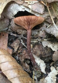 Lactarius fragilis image