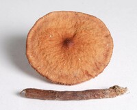 Lactarius fragilis image