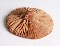 Lactarius fragilis image