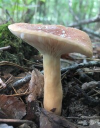 Lactarius volemus image