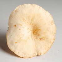 Lactarius subplinthogalus image