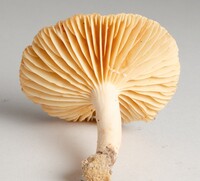 Lactarius subplinthogalus image