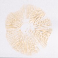 Lactarius subplinthogalus image